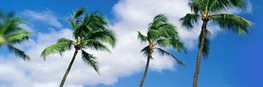 Palmbomen op Koh Kood